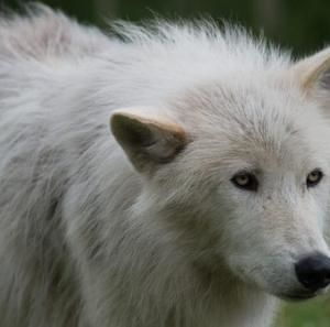 Meet your Posher, Jerry